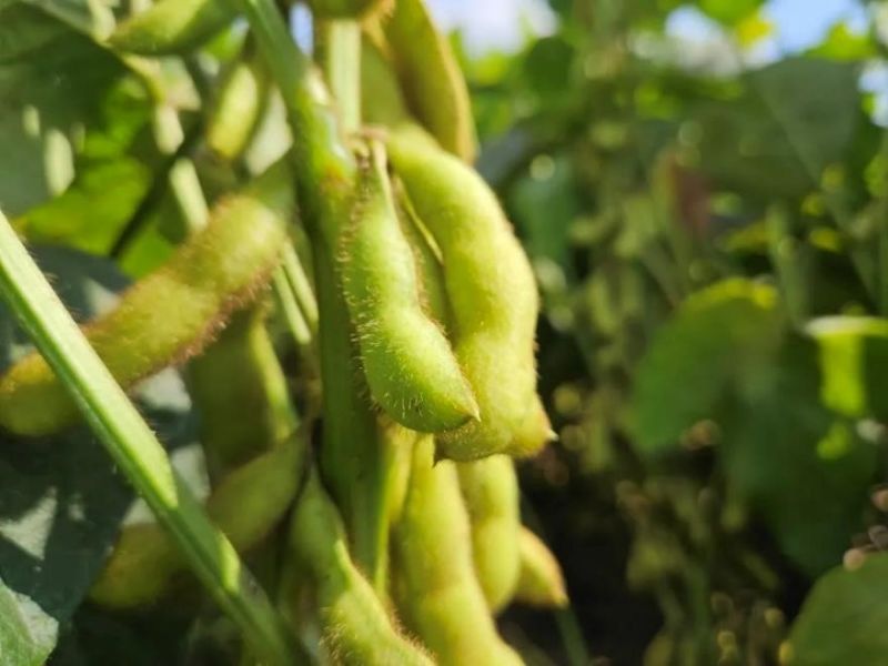 又是一年好“豐”景！衛(wèi)華數(shù)十萬(wàn)畝良田豐收在即！
